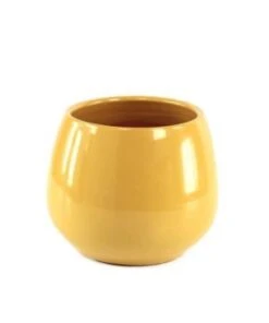 CANCALE A FLEUR DE PEAU MOUTARDE D17 H17