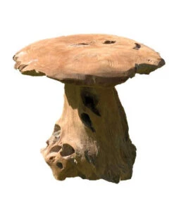 CHAMPIGNON TECK 30cm